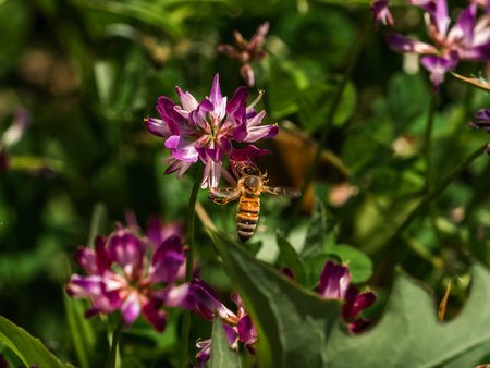 A small honey bee collects pollen from wildflowers in bloom along an irrigation canal in the southern part of Fukuoka Prefecture, Japan.の写真素材
