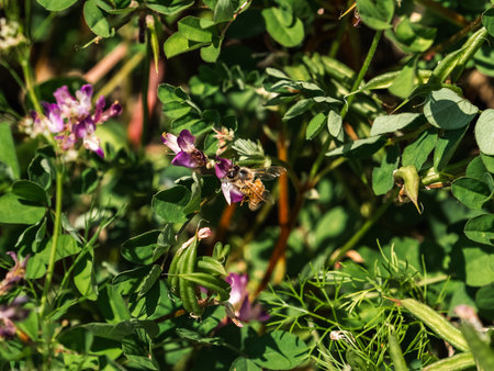 A small honey bee collects pollen from wildflowers in bloom along an irrigation canal in the southern part of Fukuoka Prefecture, Japan.の写真素材