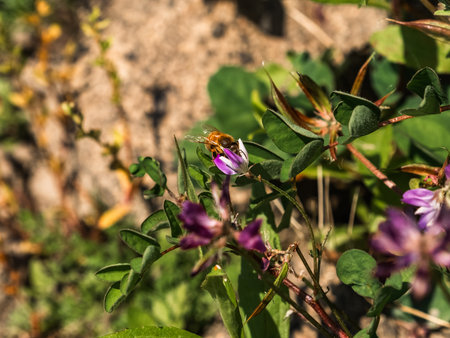A small honey bee collects pollen from wildflowers in bloom along an irrigation canal in the southern part of Fukuoka Prefecture, Japan.の写真素材