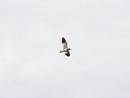 A gray-headed Lapwing, vanellus cinereus, flies over the rice fields along the canals in the southern part of Fukuoka Prefecture, Japan.の写真素材