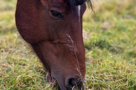 melancholy portrait of a horseの写真素材