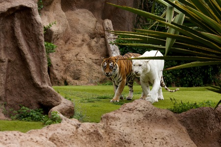 tigers walk twosome.white tigers walkの写真素材