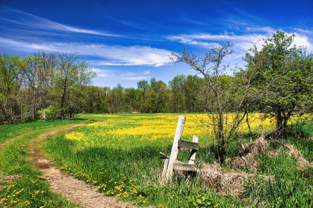 Early summer along the Sugar River Trail in Southern Wisconsin passing a green field covered with yellow flowers and a blue sky with white clouds in the background.の写真素材