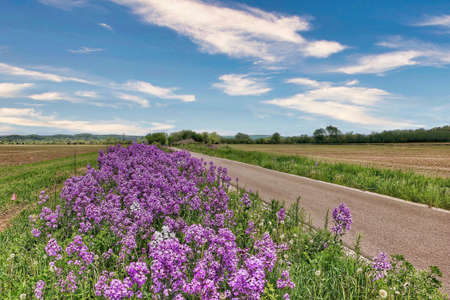 Bright purple blooms grown out of green grass on a summer day under a blue sky with some white clouds.の写真素材