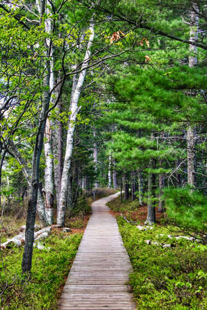 A boardwalk on a trail takes hikers and cyclists across a marsh and into a lush green forest on a...