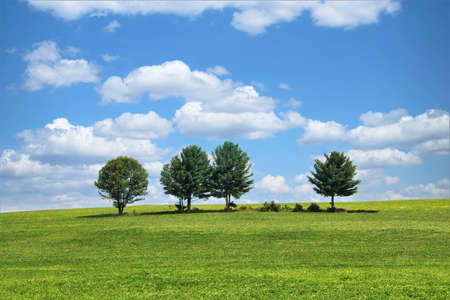 Beneath a blue sky with white clouds on a summer day, four leafy green trees sit atop a hilly green...