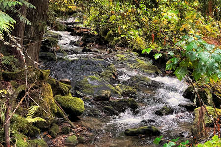 On an Autumn day in the mountains of Northern Idaho, a small stream tumbles over rocky ledges as it...