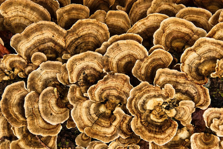 Close-up of mushrooms growing on a dead tree in the forestの写真素材