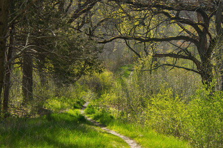 The Ice Age Trail curves through a valley in  a forest displaying the bright greens of Springtime,...