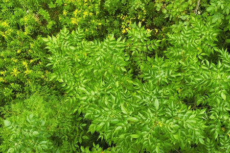 Top view of green leaves in the forest on a sunny Summer day. Natural green background.の写真素材