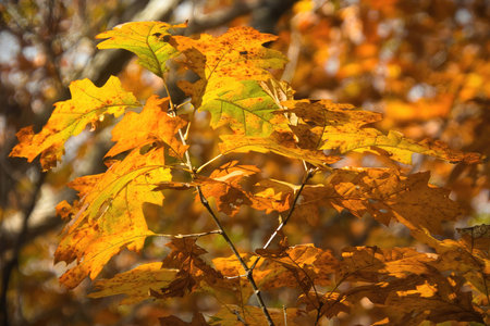 Autumn leaves on a tree in a Wisconsin forest. Selective focus