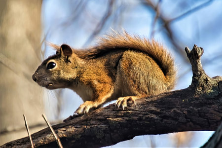 A squirrel sits on a tree branch in a Wisconsin forest in late-Autumn.