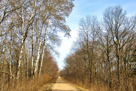 Early Spring landscape of the Great Sauk Trail passing by Birch Trees in a forest on a sunny day...