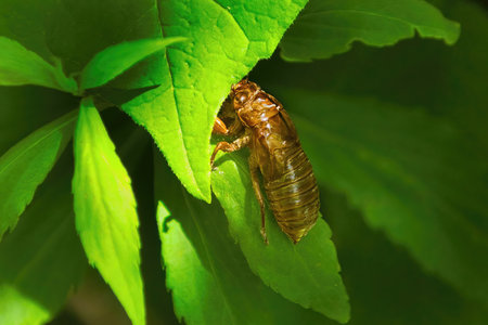 A newly hatched Cicada chews on a green leaf on a sunny Spring day in a Northern Illinois Forest.