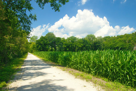 Sunny Summer landscape view of the Katy Trail, passing between a forest and field of tall, green...