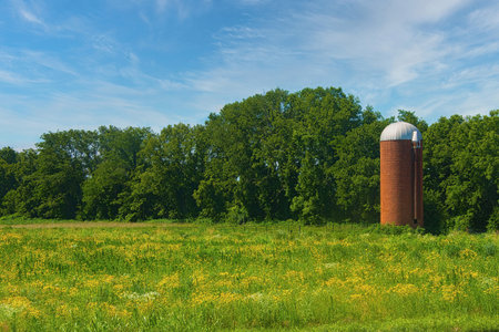 Sunny Summer landscape of a brown silo beside a green forest and field of green grasses and yellow flowers, near McKittrick, Missouri.の写真素材