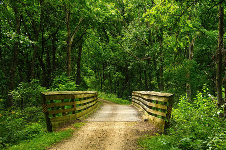 Summer landscape of a small wooden bridge in a lush green forest along the Military Ridge State...