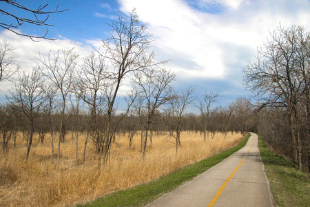The North Branch Trail passes a field of yellow grasses in a forest preserve on a cloudy Spring day along the North Branch Trail near Chicago, Illinois.の写真素材
