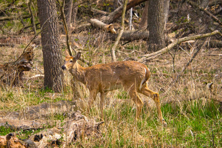 An early Spring closeup of a white-tailed deer standing amid trees in a forest preserve near Chicago, Illinois.の写真素材