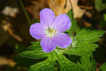 Closeup of a bright purple Wild Geranium on a sunny May day in a Wisconsin forest.の写真素材