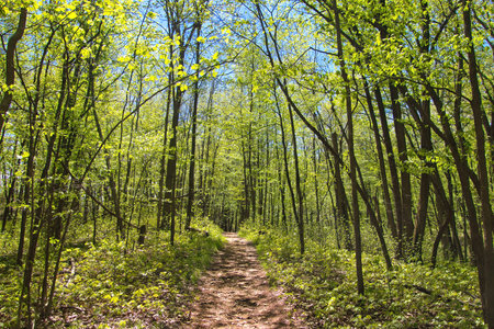Sunny landscape of a hiking trail passing through a forest displaying the bright greens of early Spring on a May day near West Bend, Wisconsin.の写真素材