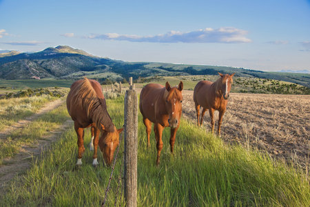 Landscape of three horses on a hilly field with mountains in the background on a Summer evening near Townsend, Montana.の写真素材