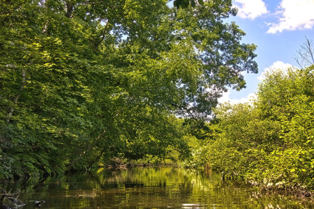 Sunny Summer day landscape of a shaded stretch of Dells Creek surrounded by a lush green forest near Baraboo, Wisconsin.の写真素材