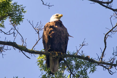 Bald Eagle (Haliaeetus leucocephalus) Closeup from beneath perched on a branch above a creek in Wisconsin.の写真素材