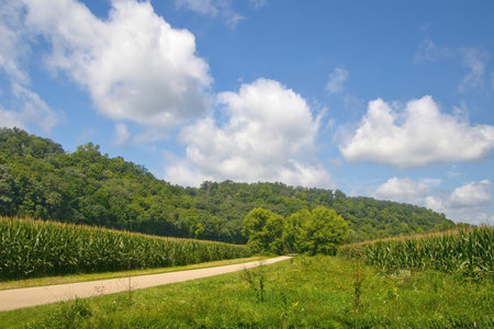 Sunny Summer day view of the Root River State Trail passing between cornfields in a lush, wooded valley near Lanesboro, Minnesota.の写真素材