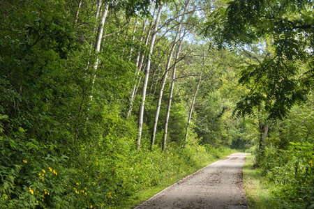 Sunny Summer day view of the Root River State Trail passing beside tall trees in a wooded valley near Lanesboro, Minnesota.の写真素材