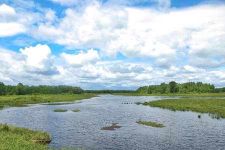 Summer landscape of a peaceful Northwoods stream beneath a partly cloudy blue sky in the forest near Bruce, Wisconsin.の写真素材