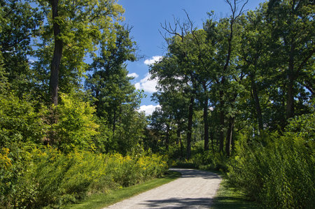 Sunny Summer landscape of a trail passing through the lush landscape of the St. James Farm Forest Preserve near Warrenville, Illinois.の写真素材