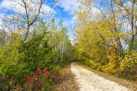 Sunny landscape of the White River State Trail passing by trees with bright Autumn colors on an October day near Springfield, Wisconsin.の写真素材