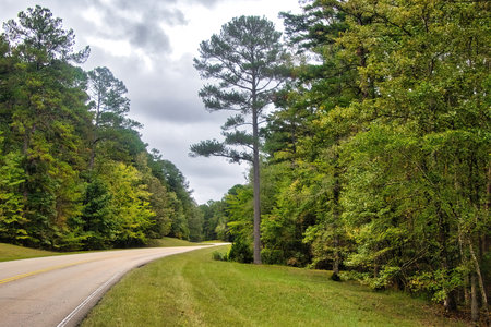 Autumn landscape of the Natchez Trace Parkway curving beside a tall Pine in a lush green forest in Mississippi.の写真素材