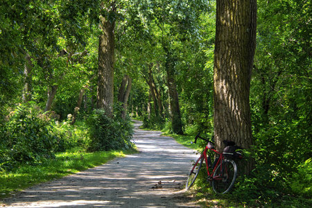 Summer day closeup of a red bike leaning against a tree in a lush green forest along the Illinois Prairie Path in suburban Chicago, Illinois.の写真素材