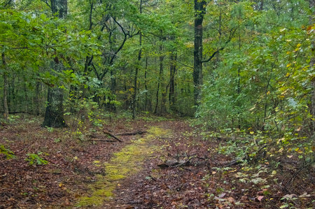 Autumn landscape of a mossy nature trail passing through a lush forest along the Natchez Trace Parkway in Tennessee.の写真素材