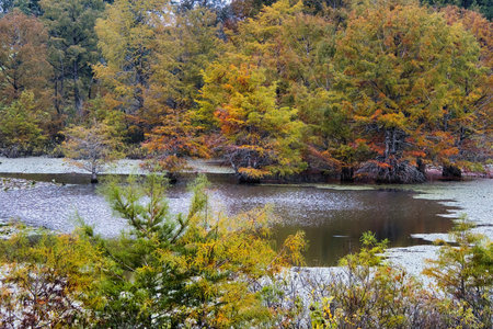 Landscape of a peaceful pond reflecting bright Autumn colors in a forest along the Natchez Trace Parkway in Mississippi.の写真素材
