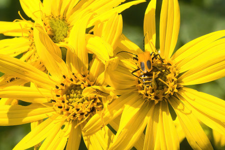 Summer day close-up of a Goldenrod Soldier Beetle and small Grasshopper on a yellow Cup plant along a recreational trail in Southeastern Minnesota.の写真素材