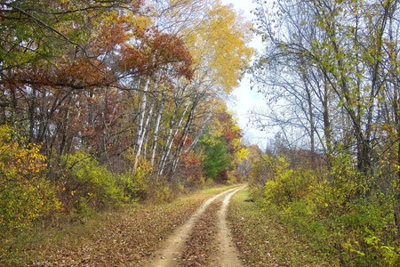 Beautiful late Autumn landscape of The 400 State Trail passing through a colorful forest with Birch trees lining the trail near Reedsburg, Wisconsin.の写真素材