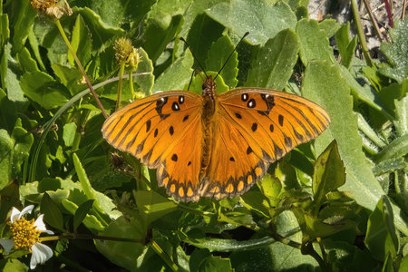 Closeup of a Monarch Butterfly on green leaves during migration near Gulf Shores, Alabama.の写真素材