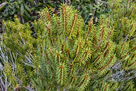 Closeup of a False Rosemary plant growing in the seaside dunes near Gulf Shores, Alabama.の写真素材