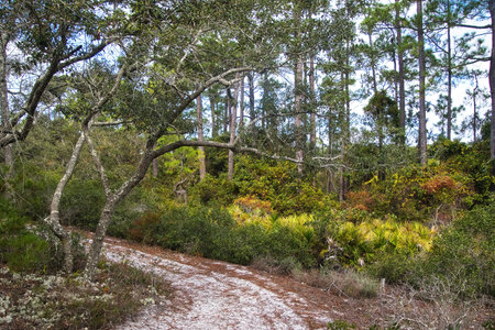 Late Autumn landscape of the sandy Gator Lake Nature Trail passing through a coastal forest near Gulf Shores, Alabama.の写真素材