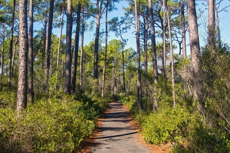 Late Autumn landscape of a nature trail passing through a tall Pine forest at Gulf State Park in...