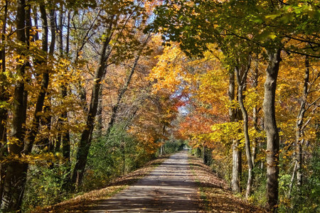 Colorful view of the Bugline Trail passing through a forest displaying Autumn colors near Merton, Wisconsin.の写真素材