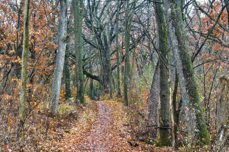 View of the Storrs Lake Segment of the Ice Age Trail going uphill through a forest displaying the last colors of Autumn near Milton, Wisconsin.の写真素材