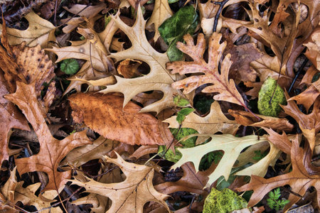 Closeup of a variety of brown leaves on the ground as seen on a cloudy, wet November day in a Southern Wisconsin forest.の写真素材