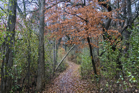 The forest displaying late-Autumn colors on a cloudy November day along the Storrs Lake segment of the Ice Age Trail near Milton, Wisconsin.の写真素材
