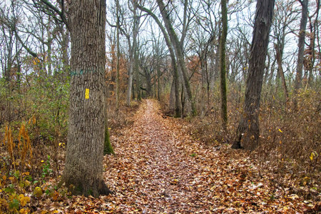 A yellow marker on a tree along the Storrs Lake Segment of the Ice Age Trail as viewed on a late-Autumn day near Milton, Wisconsin.の写真素材