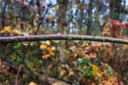 Close-up view of water droplets from a recent rain clinging to a branch on an Autumn day in a Southern Wisconsin forest.の写真素材