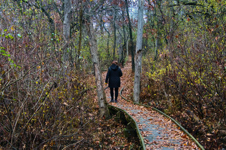 Milton, Wisconsin, USA â November 18, 2025: A hiker crosses a boardwalk along the Storrs Lake Segment of the Ice Age Trail on a late-Autumn day near Milton, Wisconsin.のeditorial素材